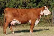 Sired by the 1098Y bull that sold in Holden s sale in 2012 for $102,000!