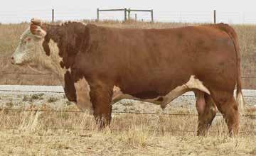 We have several daughters in the Bred Heifer Pen and are excited to see them calve this spring. 2 Sons Sell.