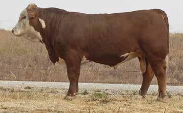 His dam produced one of the high selling bulls in last year s sale that sold to Rafter Double U Ranch after we used him on our own cows.