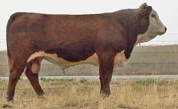 He combines a moderate birth weight with well above average individual performance indexes and above breed average performance and maternal EPD s. He is #1 in the group for Marbling.