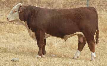He is broad over the top and all the way down the hind quarter. The dam has a daughter in the herd and a bull in the pen for next year.