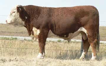 He is in the top end of the breed with his performance EPD S and his own performance is strong with a 115 Weaning Index and 120 Yearling Index.
