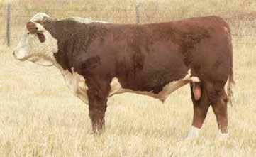 03 This April bull is a real meat machine and will probably have one of the heaviest WDA s in our offering. He is long, deep and thick made. He has a 113 Weaning Index and 119 Yearling Index.