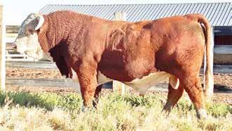 Newton Herefords Horned Herefords Jim & Terry Newton Box 21 Del Bonita, AB T0K 0S0 (403) 758-6220 Cell: (403) 308-4123 jtnewton@xplornet.ca Welcome to the second annual British Connection Bull Sale.