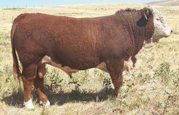 KAP 20X JEN 20X KAP LASS 13Z JEN 11R KAP LASS 4W 5.9 58.0 83.4 21.0 50.2-1.3-1.0 Bigger, stronger, red neck bull with lots of eye appeal. WI 107 YI 103.