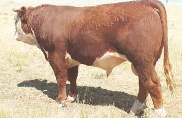 His mother is a 195T daughter that is moderate framed and produces well consistently.