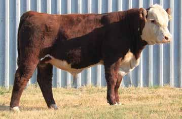 J-BAR-17T JANICE 26T -0.2 4.2 57.6 91.4 17.5 46.4 2.5 Another heifers first calf that was born unassisted. A little bit larger birth weight but built with a smooth shoulder.