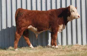 Recommended for heifers or cows this calf is as smooth and attractive as they come.