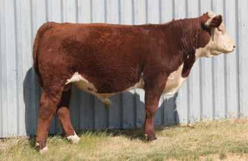 TM LOIS 1Z J-BAR-B 37N LOIS 2T -1.8 4.8 57.8 92.1 18.1 47.0 2.6 Eddie is another stout, attractive 37C son. Out of a proven mother.
