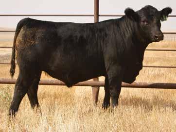Here s a great calf that will boost your pounds in the fall!