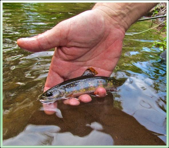2011 found new wild trout