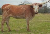 HL She s Fancy, dam of lot 19. Red McCombs Ranches of Texas-Johnson City, TX 19 RM FANCY SAFARI 786 P. H. No.