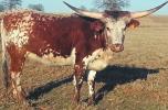 13 KBS Syndicate (Know Bull Syndicate)-Johnson City, TX SMOKIN RESPECT P. H. No.: ITLA: 260069 specks.