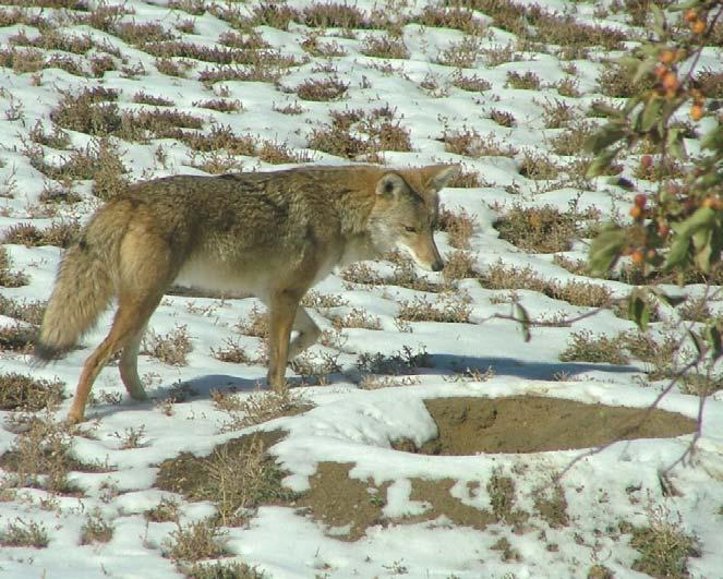 Coyotes are carnivores. Myth.