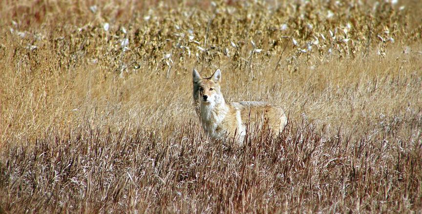 Coyotes are passive creatures. Myth.