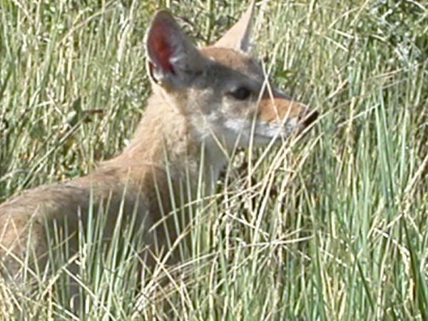 Learning to tell the difference between normal coyote behavior and nuisance coyote behavior is