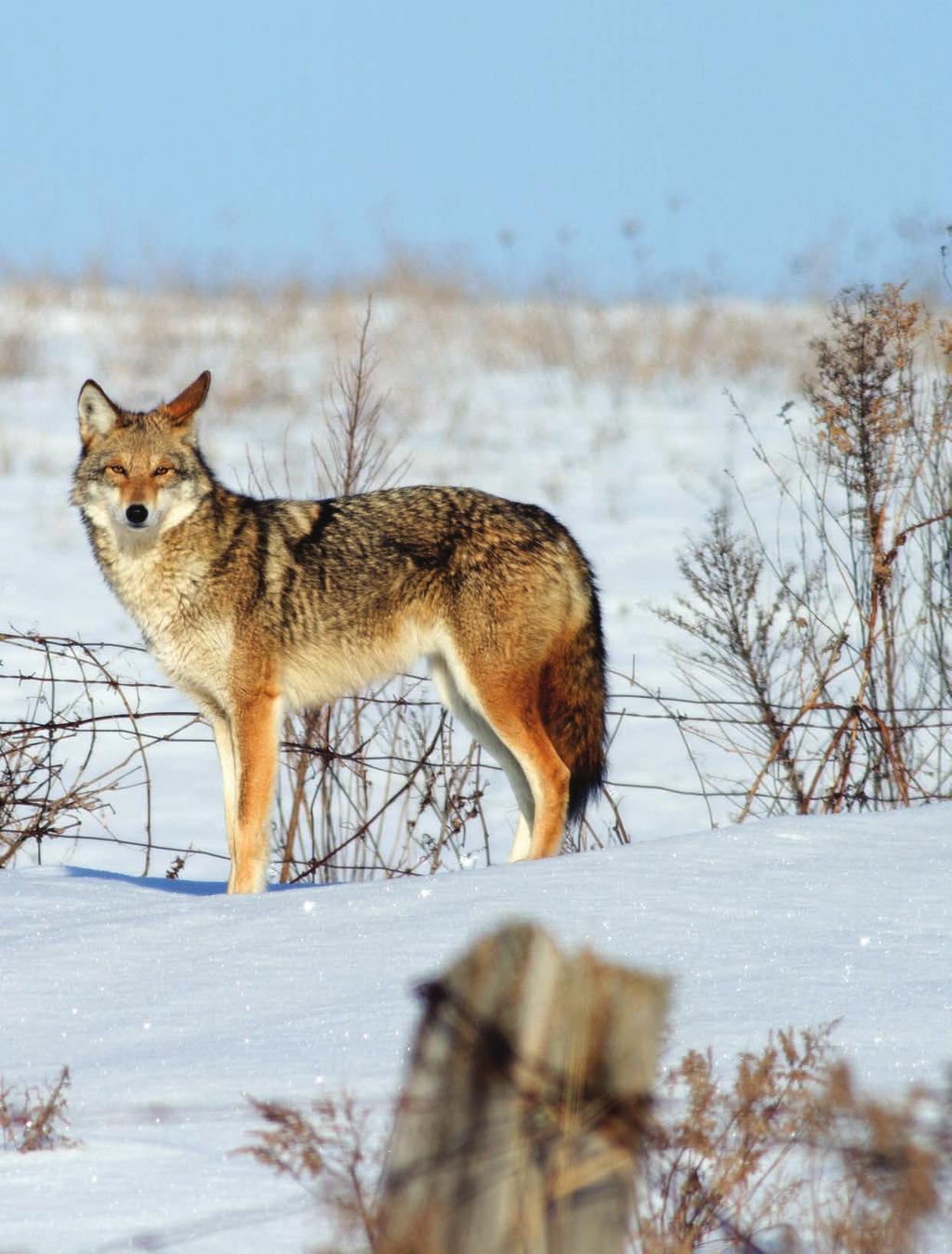 The health of coyotes indicates