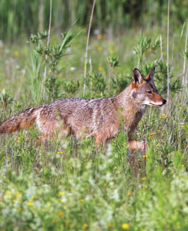 There seem to be two attitudes to coyotes: of hunters who can kill coyotes year round without a special licence, and wildlife supporters who believe coyotes aren t the ravenous predators of myth and