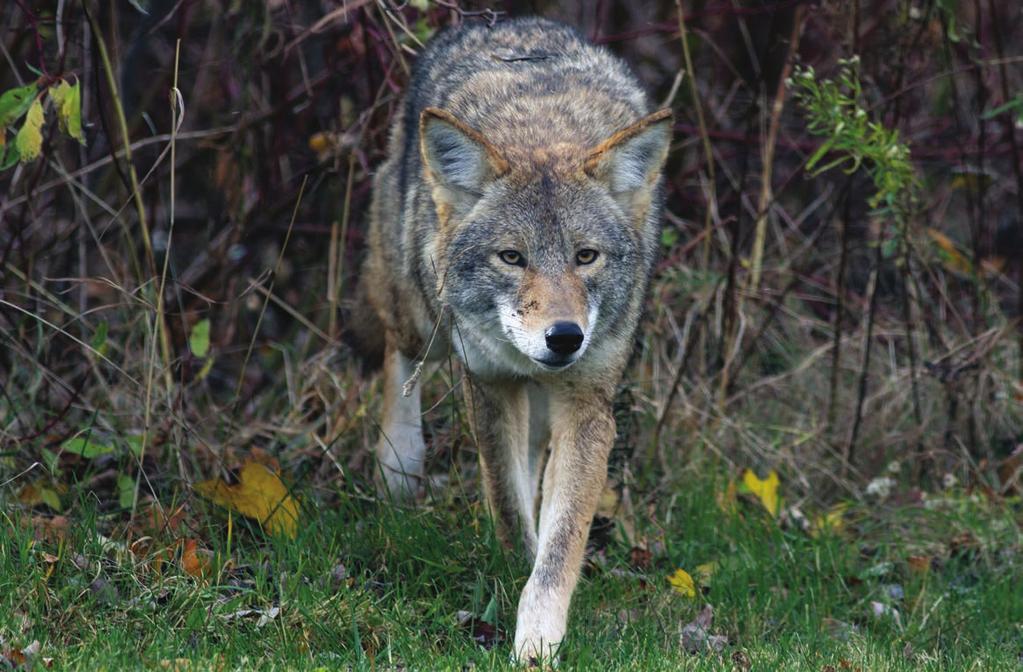 Coyotes are stealthy predators that have been appreciated and