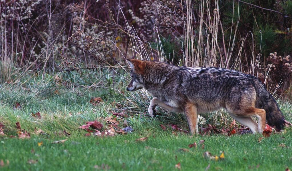 Coyotes are predators of such medium-sized animals as rabbits,
