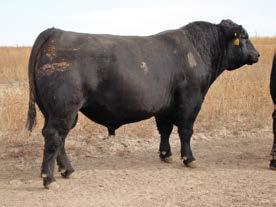 ANGUS REFERENCE SIRES -- Proven efficient with cow herd building traits to produce more with less