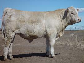 016 155 Franchise is a dominant efficiency, performance and carcass sire.