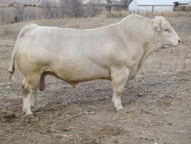017 104 A unique sire with an outstanding Residual Heavy muscled, shapely, extremely long, Feed