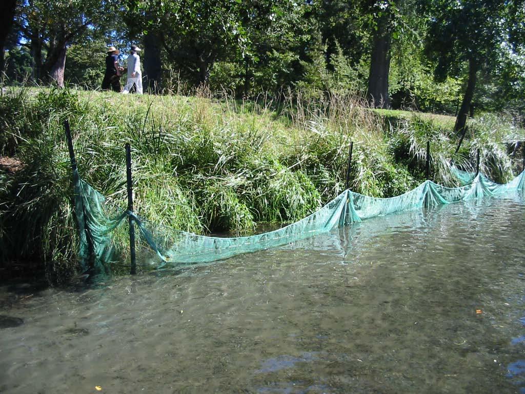 Figure 6. Long tall fescue grass provides cover for adult and juvenile brown trout near a trout spawning ground adjacent to Hagley Park (photo from McMurtrie & Taylor 2003). 7.