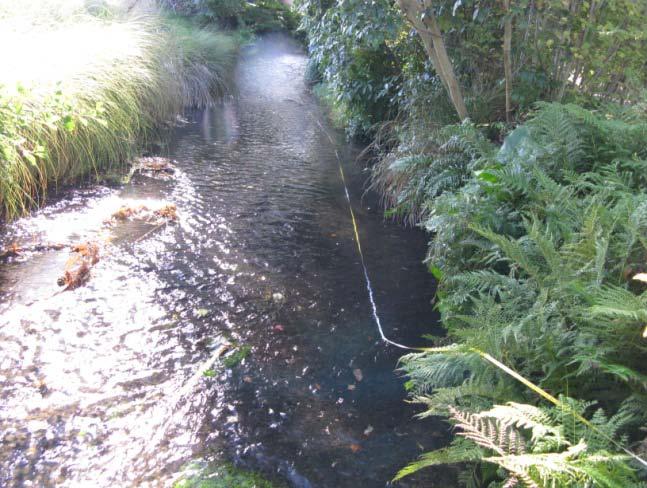 stream at Forestry Road, looking