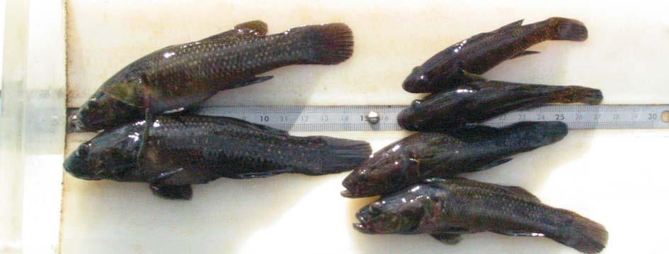There was relative high giant bully numbers recorded, especially at the Porritt Park loop. Some of the catch of this species from that site are shown in figure 4.