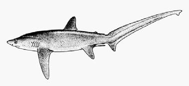 Results Thirty-five specimens of elasmobranches were identified representing 5 species of shark (29 specimens) and 1 species of ray (6 specimens).