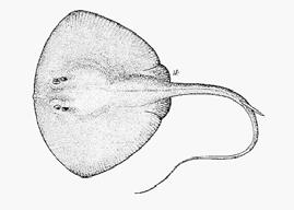 Family Species Pelagic longline (PLL) Drift Gill net (DGN) (n=specimen) A B C A B C Alopiidae Triakidae Carcharhinidae Dasyatidae occurred Alopias pelagicus (1) A.