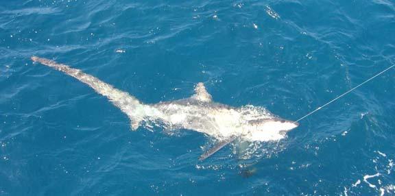 A. pelagicus is a large shark.