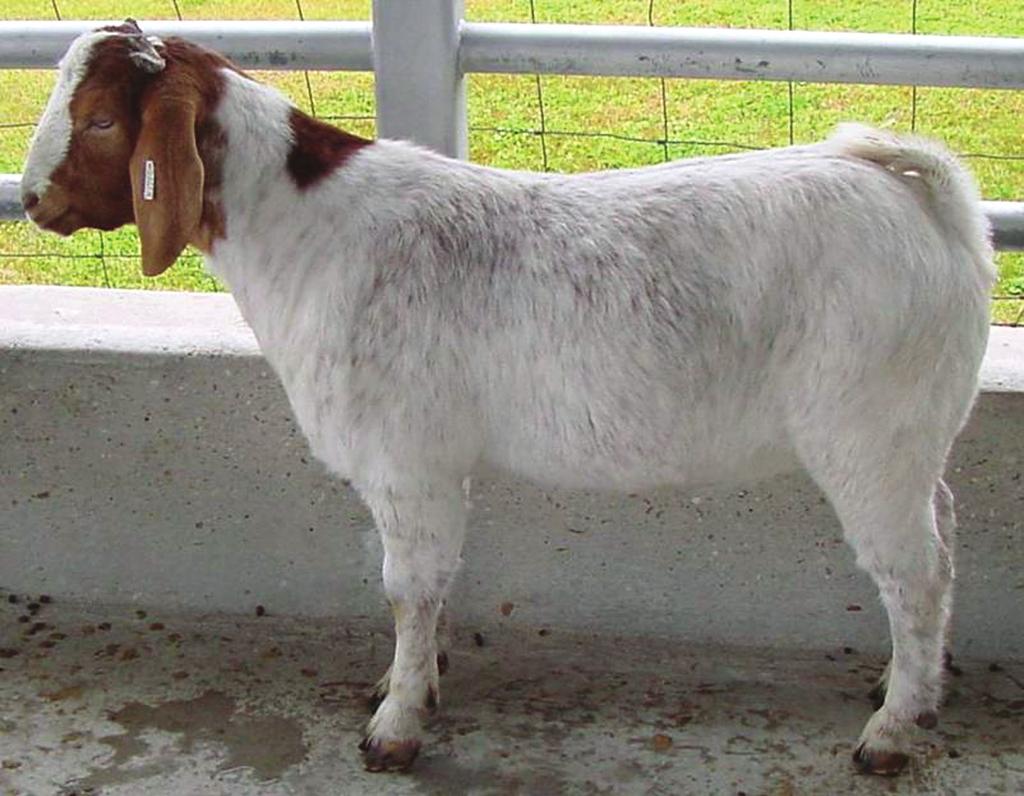 Meat Goat Conformation Selection Criteria The USDA Institutional Meat Purchase Specifications criteria for live goats and carcasses are based on consideration of conformation (muscle to bone).