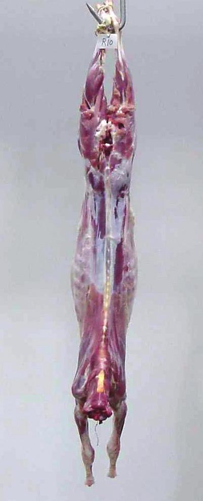 Goats and their carcasses have unique muscle, fat and bone growth and development that require evaluation of different carcass traits than the traits evaluated in other red meat species.