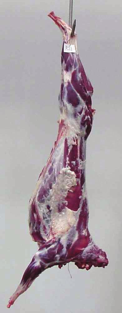 Carcass traits that can be easily evaluated and highly influence muscle to bone ratios or consumer desirability are: Carcass weight (usually hot carcass weight before the carcass is chilled after