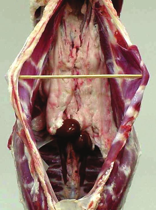 A30 B30 Kidney, Heart and Pelvic Fat Goats deposit fat in the kidney and pelvic regions before depositing fat behind the shoulders and over the ribs.