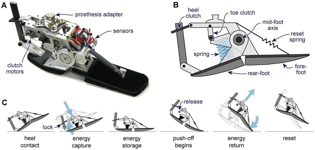 Figure 2. Energy recycling foot. (A) Prototype energy recycling device. (B) Schematic design showing the energy-storing spring, clutches, and independent rear- and fore-foot components.
