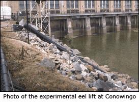 2. Survey the Ouachita River basin and the Arkansas River below Dam 2 for American eels with electrofishing.