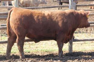 01 Low Birthweight bull out of Logistics. Calving Ease! WF REDEMPTION 14E Reg# 3739351 1A 100% AR WARD 14E 02-24-2017 76 633 1259 13.29 0.26 3.