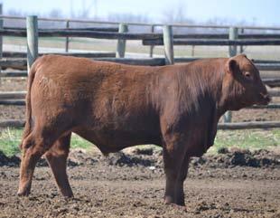 R353 TC STOCKMAN 365 5L ADINA 293-525 RED CROWFOOT OLE S OSCAR BROWN MS ABIGRACE L7730 RED FINE LINE MULBERRY 26P RED FL FIREFLY 75M 3.3 39 151 52 8-2.5 67 108 18 0 14 14 10 0.52-0.02 31 0.14-0.