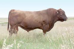 Donated by 3-J FARMS LLC All proceeds of this heifer go to the Oklahoma Red Angus Association DONATION 3JF MS LILIANNA E446 HEIFER Reg# 3840753 1A 100% AR 3JF E446 03-13-2017 78 453 BJR HIGH CAPACITY