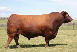 Sire to the Donation Heifer Ubar High Capacity 224 Flaming Livestock CO Tim Flaming Hillsboro, KS 620-382-4894 tflam477@hotmail.