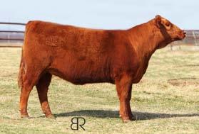 Moderate framed with tremendous EPD s She ranks in the top 9% HG & GM. Balanced set of numbers across the board. REady to breed to the bull of your choice.