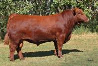 02 R253 is a full sister to Genex Star New Direction R240 and Intrepid is a Young outcross bull at Genex that is the son of the powerful Patricia Rose 102Y cow.
