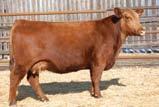 com 3 Embryos 90 Embryos Guarantee 1 Pregnancy if put in by a Certified Tech RED RMJ REDMAN 1T RED LAZY MC CC DETOUR 2W (1352939) RED LAZY MC BESS 12S 5L NOREMAN KING 2291 CROWFOOT KURUBA 4033P RED