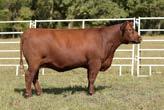 A son, Red Lazy MC Sergeant 97Z sold for $22,000 to Strawberry Ridge Red Angus in MT. Another son, Red lazy MC Eye Spy 64Y was crowned U.S. National Champion bull in 2012 at the NWSS.