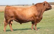 2 56 76 16-1 16 7 14 0.34 0 9-0.15-0.02 An exciting young herd bull who stacks B571 with the Abigail cow! Exceptional calving ease.
