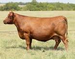 Res. Grand Champion Red Angus heifer at the 06 Denver Stock