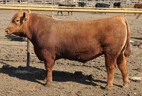 38 0 Stout, Big topped, Stylish bull with 4.9 and 72lb actual Birthweight. Easy Calving and Growth! With his Ribeye scanning an actual 17.54, he will add carcass traits to his calves.
